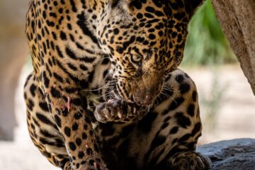 A photo of a leopard tearing its prey