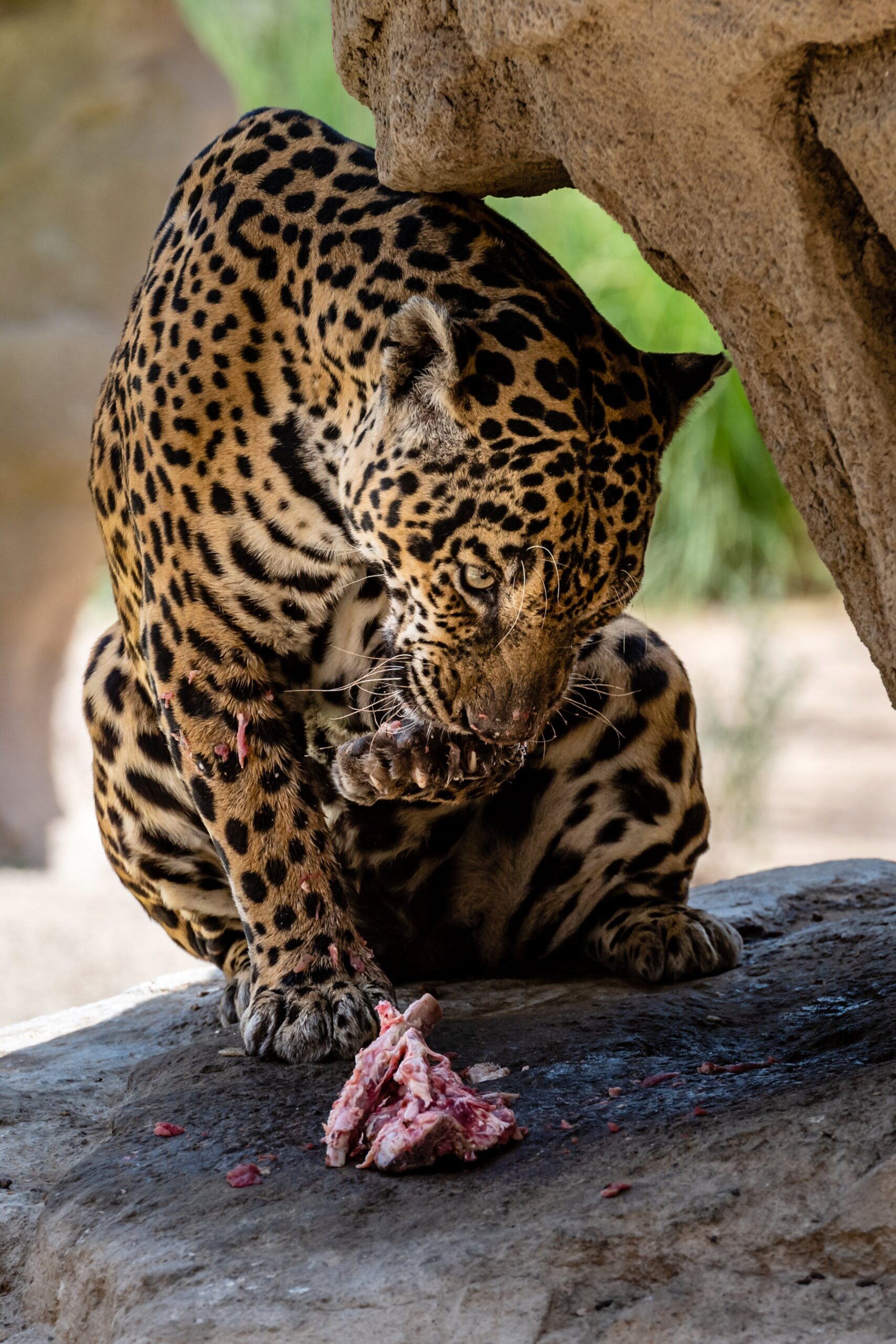 A photo of a leopard tearing its prey